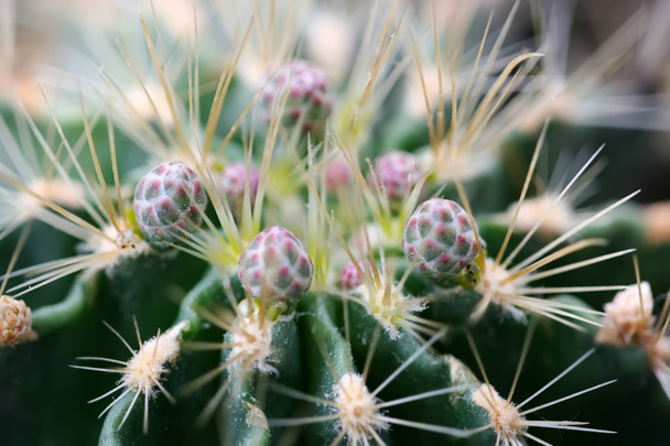 Cactus plants - Foto, Bild