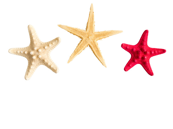 Sea stars collection isolated on white background - Photo, Image