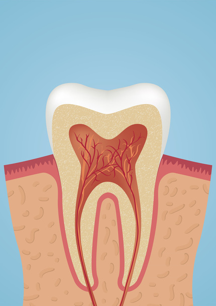 Zub sheme ikona - Vektor, obrázek