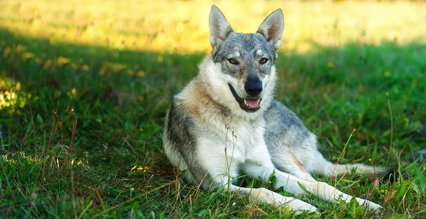 domesticated wolf dog resting relaxed on a meadow. Czechoslovakian shepherd. Eye contact. - Photo, Image