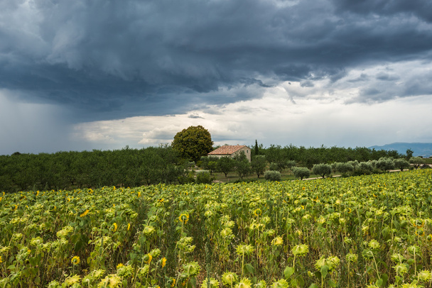 Una nube oscura amenazante se mueve sobre el campo de girasol
 - Foto, imagen
