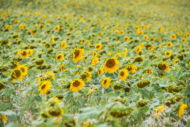 Nahaufnahme eines leuchtend gelben Sonnenblumenfeldes - Foto, Bild