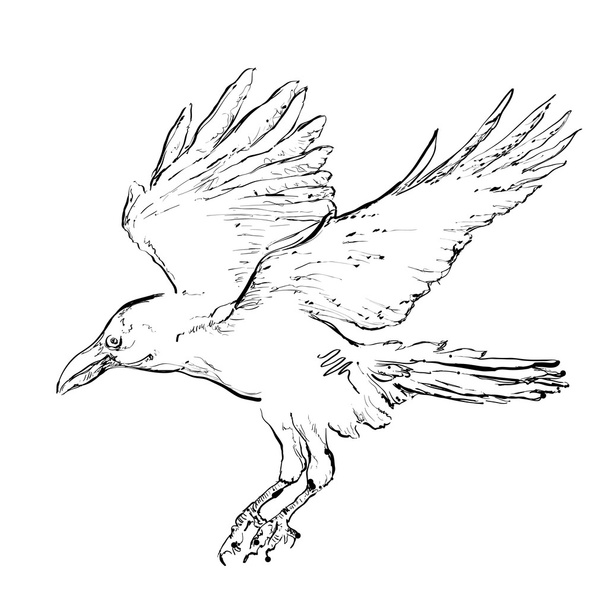 Crow in flight - Wektor, obraz