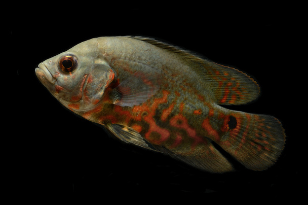 Oscar риби на чорному тлі - Фото, зображення