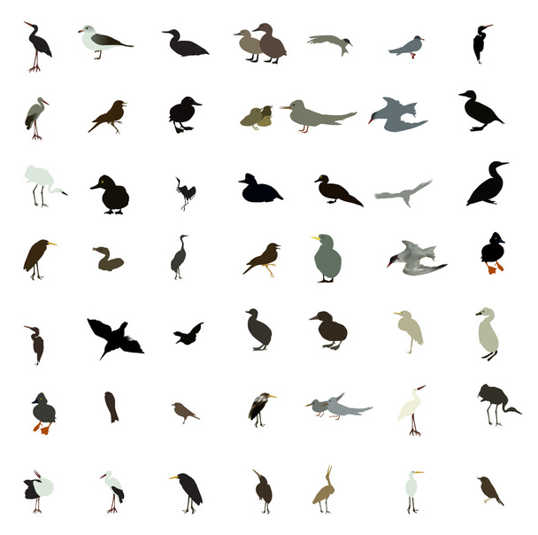 Conjunto de silhuetas pretas e brancas de aves: pomba, pato, gaivota, p
 - Vetor, Imagem