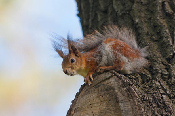 Oravan muotokuva
 - Valokuva, kuva