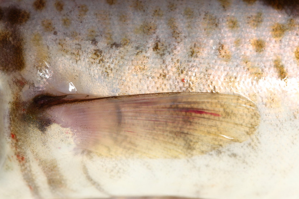 ryba dorsz - Zdjęcie, obraz