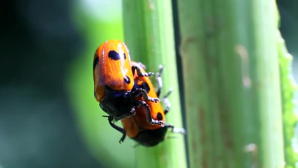  Otların arasında çiftleşme ladybugs - Video, Çekim