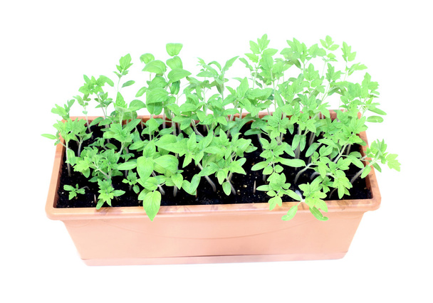 Młode rośliny sadzonki pomidorów w doniczka na białym tle - Zdjęcie, obraz