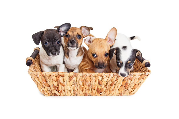 cachorros de raza mixta
 - Foto, imagen