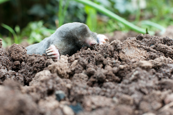 Mole in a soil - Photo, Image