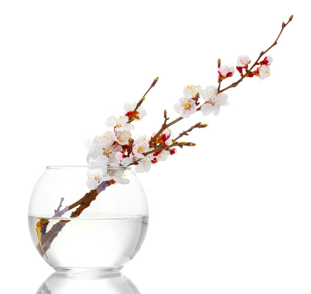 Beautiful apricot blossom in transparent vase isolated on white - 写真・画像