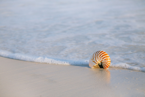 nautilus shell with sea wave - Photo, Image