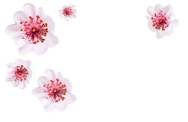 Pink cherry blossom sakura flowers in Japanese style - Vector, Image