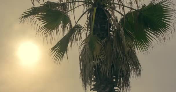 Naplemente idő telik el a trópusi Pálma fa sziluettje. - Felvétel, videó