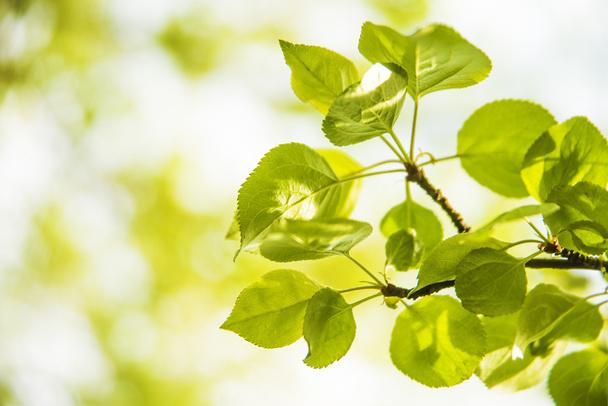 green fresh summer leaves - Valokuva, kuva