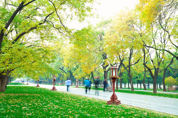 Park in the fresh air of the Boulevard - Photo, Image