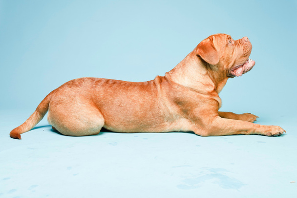 Hermoso perro de Burdeos contra la pared azul claro. Grabación de estudio aislada
. - Foto, imagen