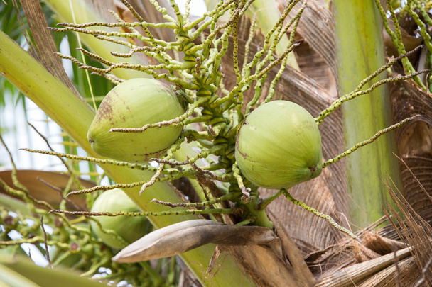 coconut on coconut tree - Foto, Bild