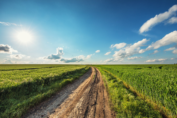 Зеленое пшеничное поле и солнечный день - Фото, изображение