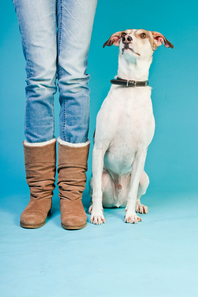 Mixed breed dog short hair brown and white sitting next to legs of owner isolated on light blue background. Studio shot. - Φωτογραφία, εικόνα