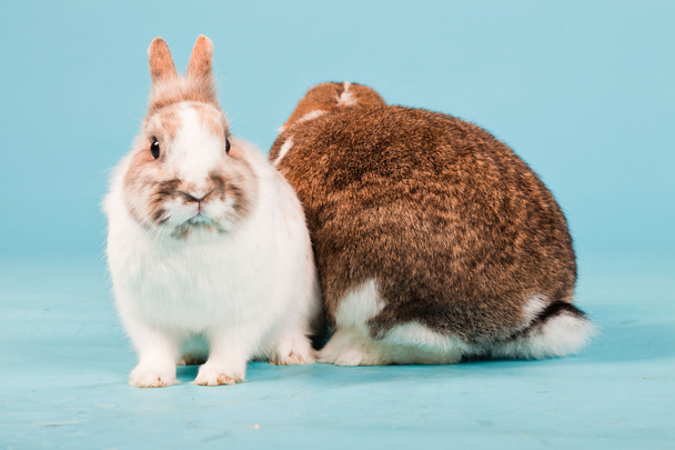 zwei weiße braune Kaninchen isoliert auf blauem Hintergrund. Studioaufnahme. - Foto, Bild