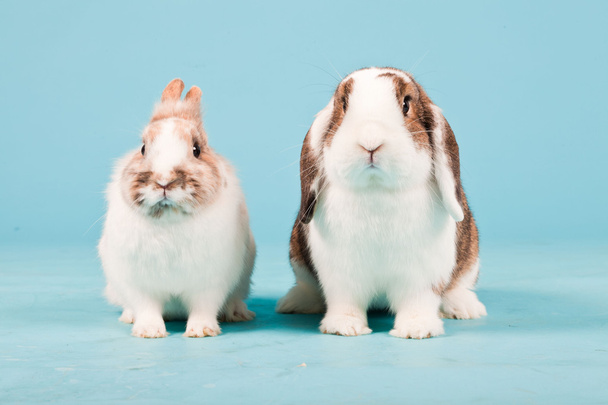 Two white brown rabbits isolated on blue background. Studio shot. - Photo, Image
