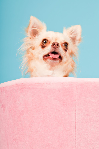 Chihuahua en canasta rosa aislada sobre fondo azul. Captura de estudio
. - Foto, imagen