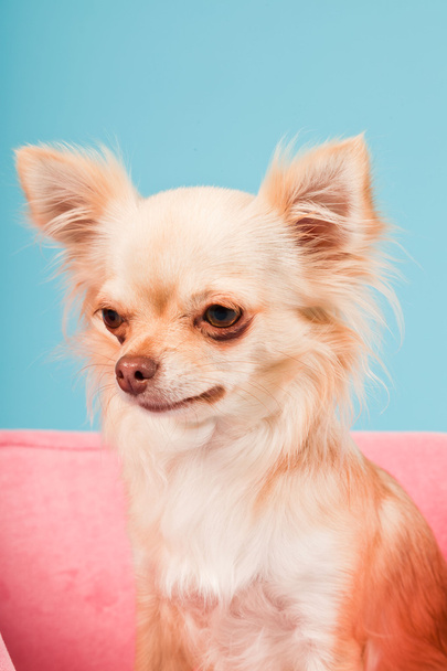Chihuahua in pink basket isolated on blue background. Studio shot. - Foto, immagini
