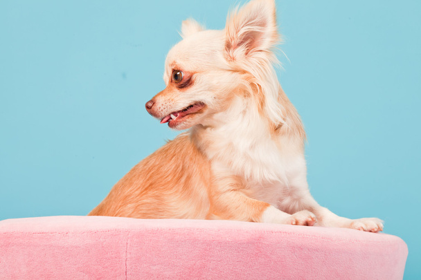 Chihuahua en canasta rosa aislada sobre fondo azul. Captura de estudio
. - Foto, imagen