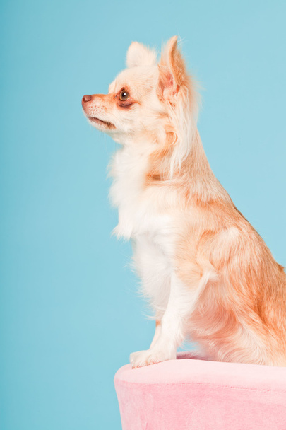 Chihuahua w różowy kosz na białym tle na niebieskim tle. łapka. - Zdjęcie, obraz