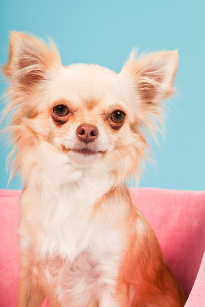 Chihuahua in rosa Korb isoliert auf blauem Hintergrund. Studioaufnahme. - Foto, Bild