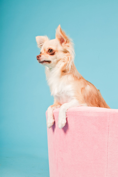 Chihuahua dans un panier rose isolé sur fond bleu. Plan studio
. - Photo, image