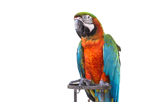 Renkli papağan Amerika papağanı beyaz izole kapatmak   - Fotoğraf, Görsel