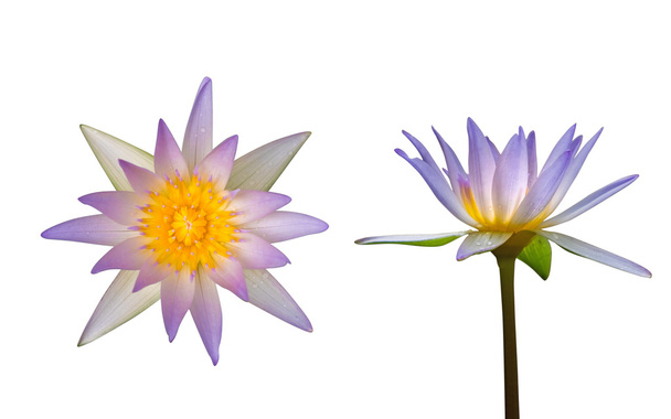 Vue du dessus et vue latérale de la fleur de lotus
  - Photo, image