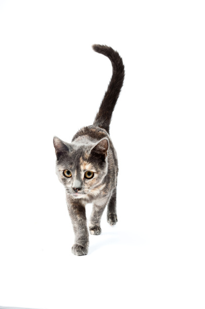 Grey kitten isolated on white background. European short hair. Studio shot. - Foto, Imagem
