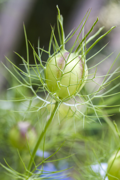 Seed head of a Love-in-a-mist flower (Nigella damascena) - Photo, Image