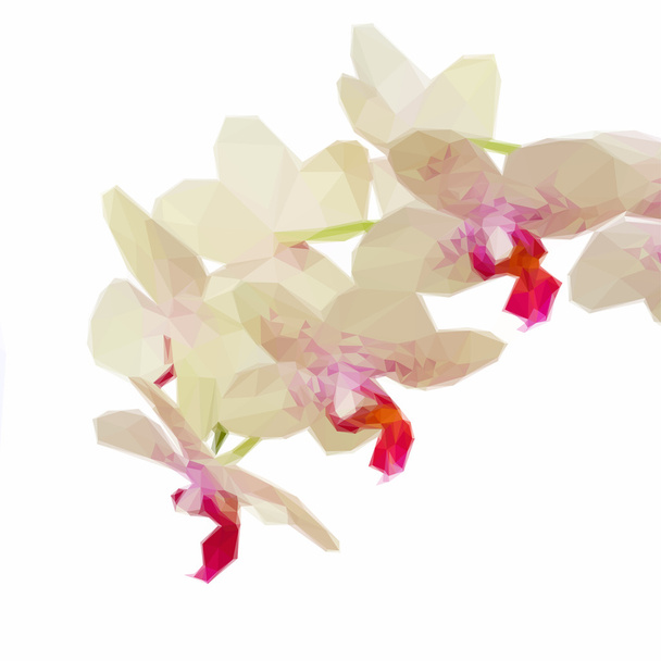 白と紫の蘭の花のマクロ - ベクター画像