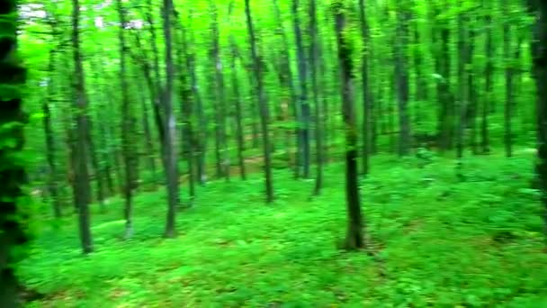 Maak een wandeling door de groene bossen - Video