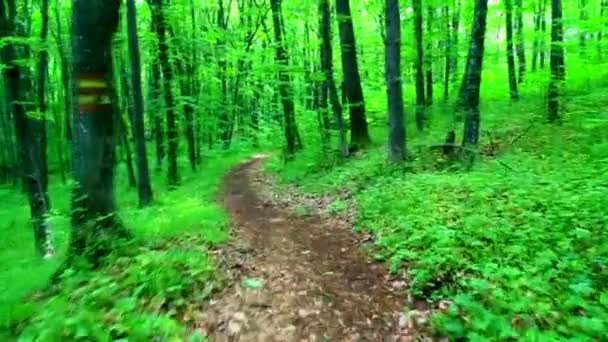 Walk through green forest - Footage, Video
