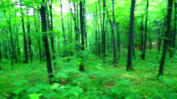 Spacer przez zielony las - Materiał filmowy, wideo