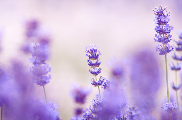 Lavendel bloeien natuurlijke uitstraling van lavendel bloemen Lavandula - Foto, afbeelding