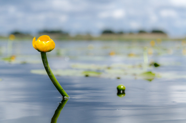 Flores de lírio de água amarela
 - Foto, Imagem