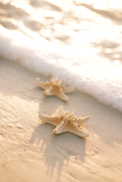 two starfish on sea ocean beach - Photo, Image