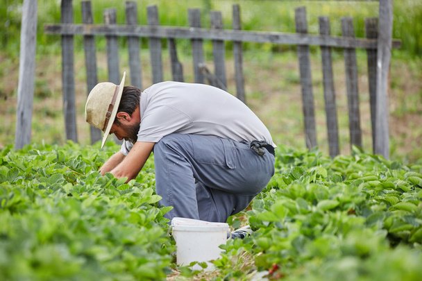 Young farmer picking strawberries - Φωτογραφία, εικόνα