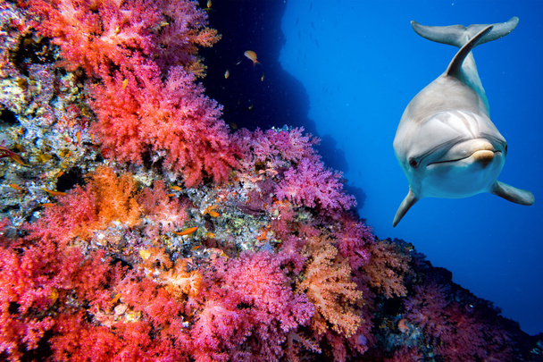 dauphin sous-marin sur récif regarder de près
 - Photo, image
