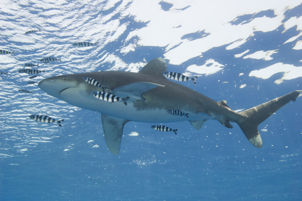 ωκεάνεια Λευκό-tip καρχαρίας στη θάλασσα - Φωτογραφία, εικόνα