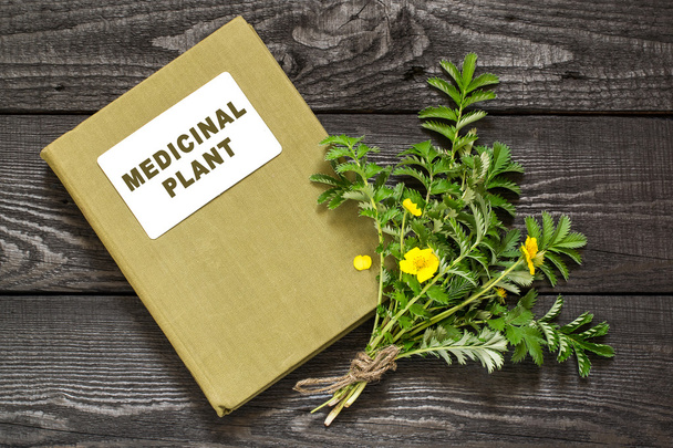 Silverweed (Potentilla anserine) en Directory medicinale plant   - Foto, afbeelding