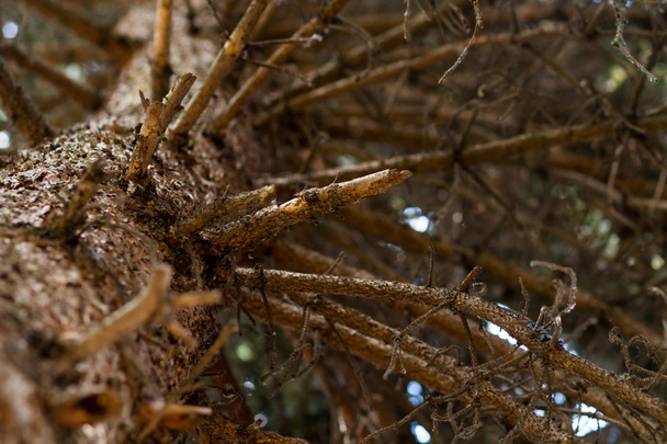 under a pine tree - Фото, изображение