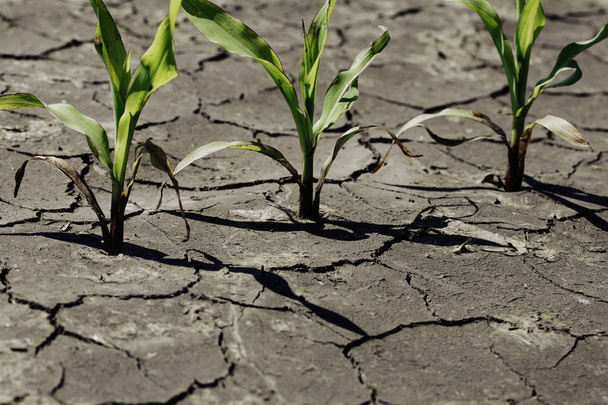 Στεγνώσει ξερό χώμα με φυτό που αγωνίζονται για τη ζωή, ξηρασία - Φωτογραφία, εικόνα